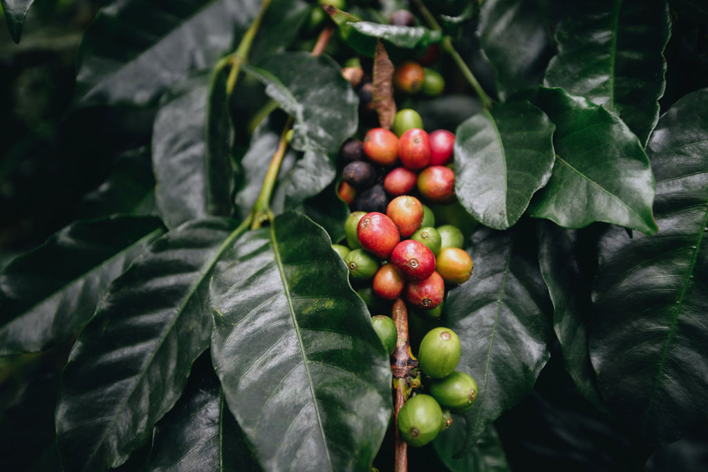 Indonesia and Its History of Coffee